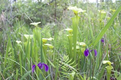 Iris tridentata