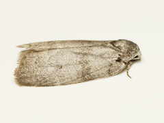 Polygrammate cadburyi