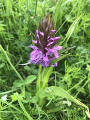 Dactylorhiza praetermissa