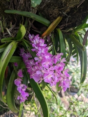 Aerides multiflora