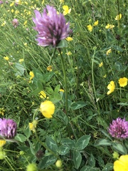 Trifolium pratense
