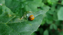 Harmonia axyridis