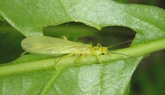 Alloperla