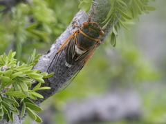 Diceroprocta cinctifera