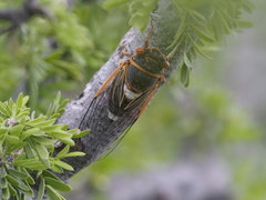 Diceroprocta cinctifera