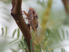 Diceroprocta cinctifera