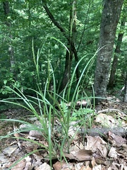 Carex roanensis