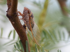 Diceroprocta cinctifera