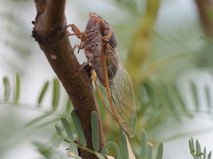 Diceroprocta cinctifera