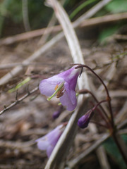 Oreocharis benthamii