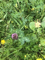 Trifolium pratense