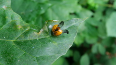 Harmonia axyridis