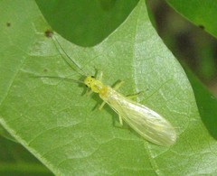 Alloperla