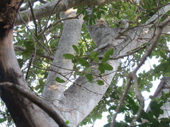 Ficus craterostoma