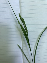 Carex roanensis