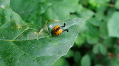 Harmonia axyridis