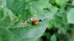 Harmonia axyridis