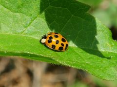 Harmonia axyridis