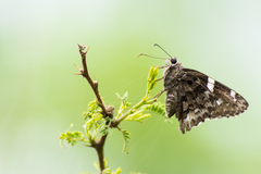 Eudaminae