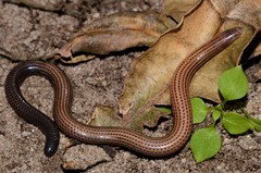 Scolecoseps boulengeri