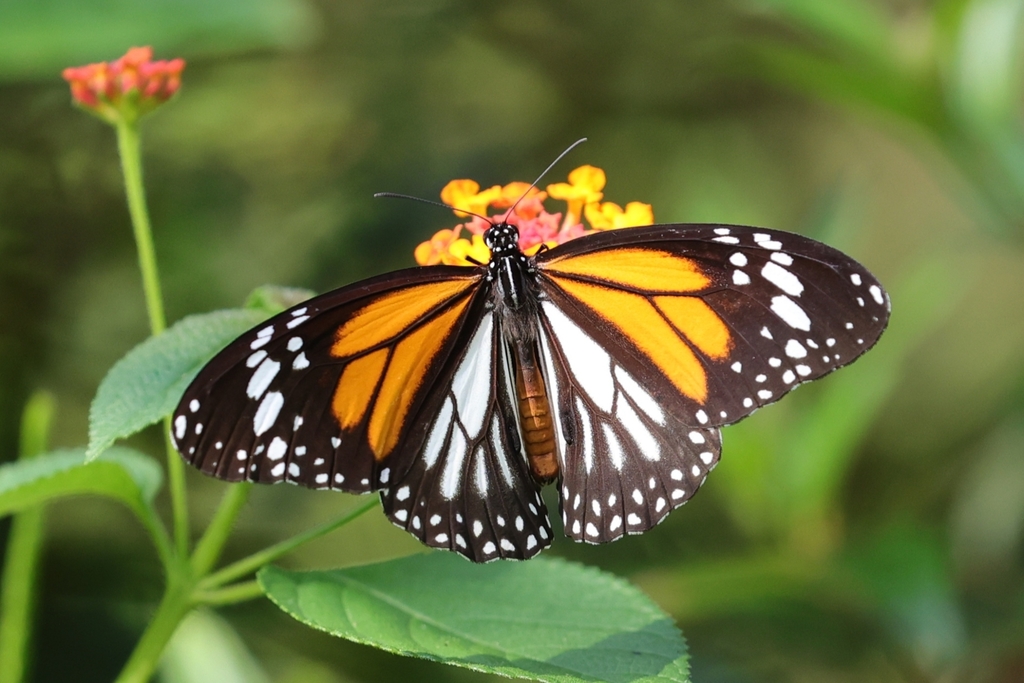 White Tiger Butterfly