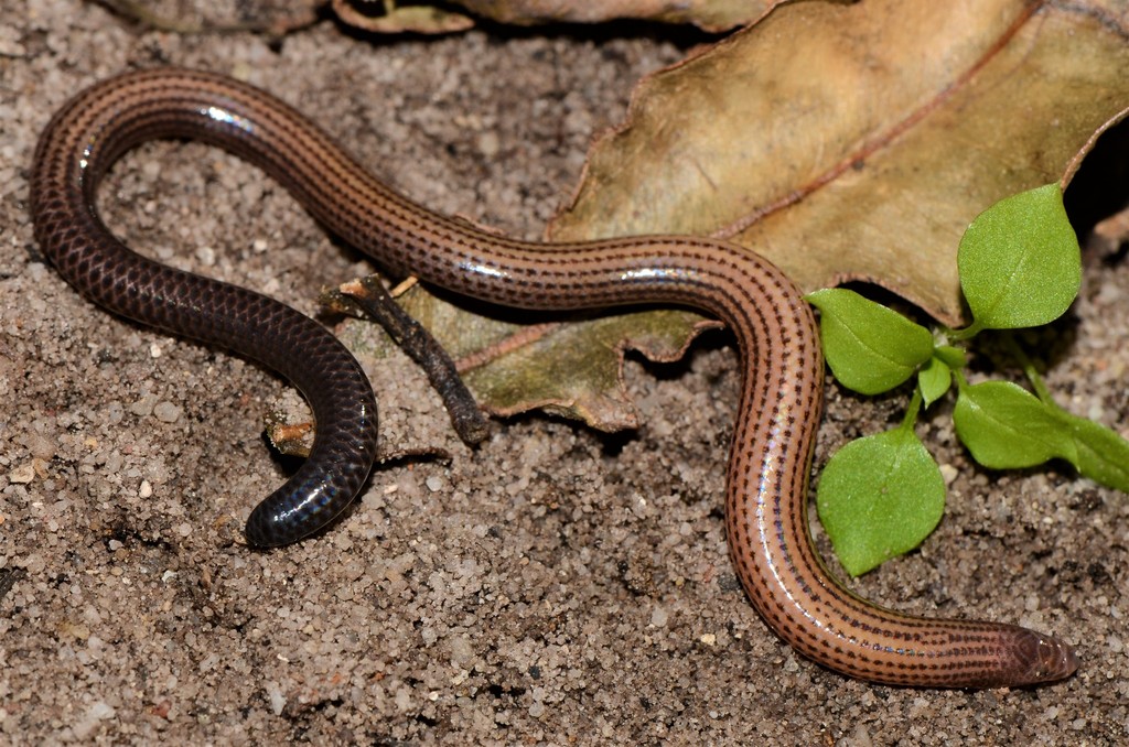 Boulenger's Limbless Skink