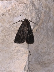 Condica albolabes