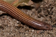 Scolecoseps boulengeri