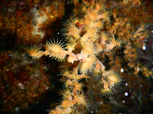 Antipathozoanthus macaronesicus