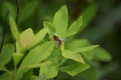 Parhelophilus laetus