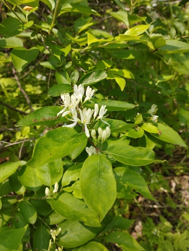 Image of Lonicera ruprechtiana by (c) Tatyana Petrenko, some rights reserved (CC BY)