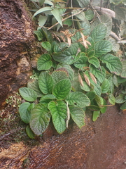 Oreocharis benthamii