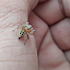 Thyene imperialis