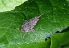 Paratettix cucullatus