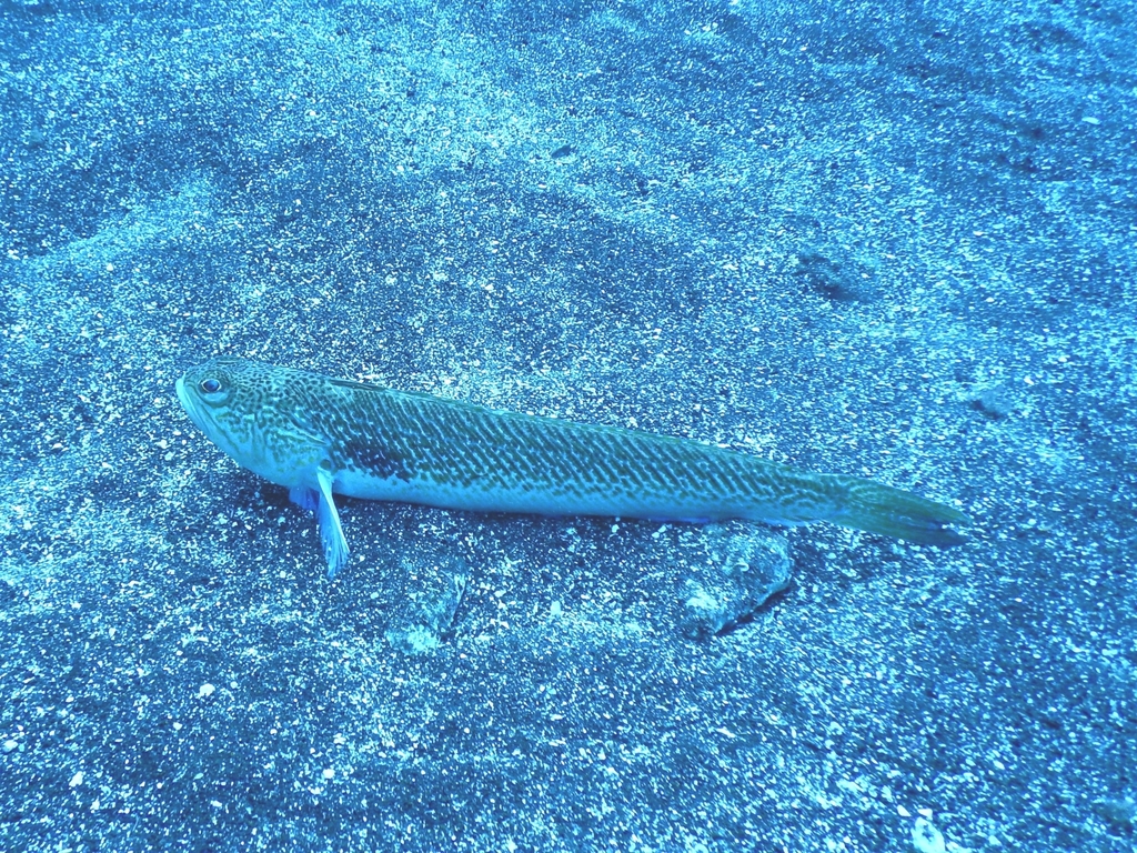 Greater Weever
