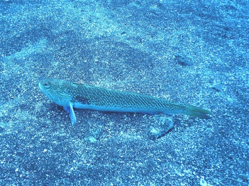 Greater Weever