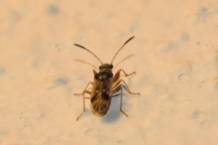 Pseudopachybrachius vinctus