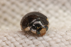 Hyperaspis dissoluta dissoluta