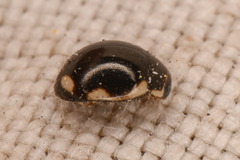 Hyperaspis dissoluta dissoluta