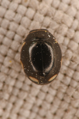 Hyperaspis dissoluta dissoluta