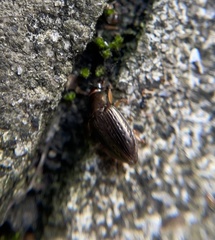 Selenophorus