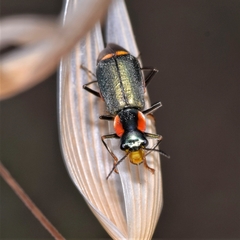 Clanoptilus marginellus