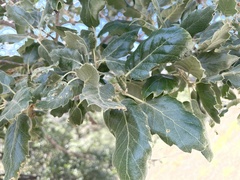 Quercus ithaburensis