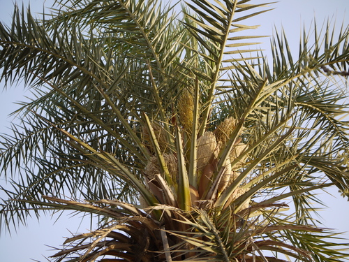 Phoenix sylvestris