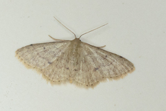 Idaea ptyonopoda