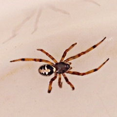 Steatoda paykulliana