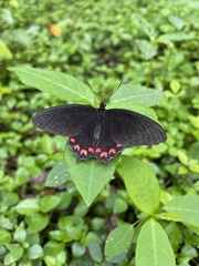 Parides photinus