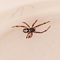 Steatoda paykulliana