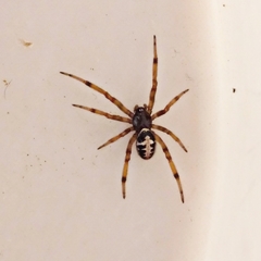 Steatoda paykulliana
