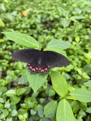 Parides photinus